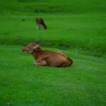 how to tell if a calf is hungry or just thirsty