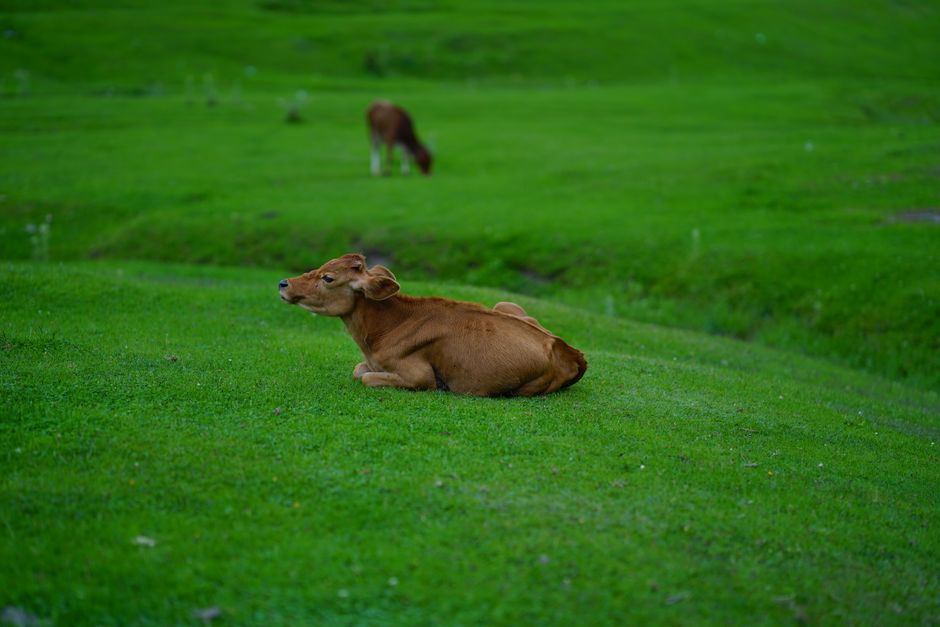 how to tell if a calf is hungry or just thirsty