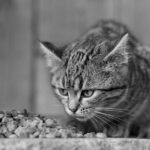 how to tell if a kitten is hungry signs by age