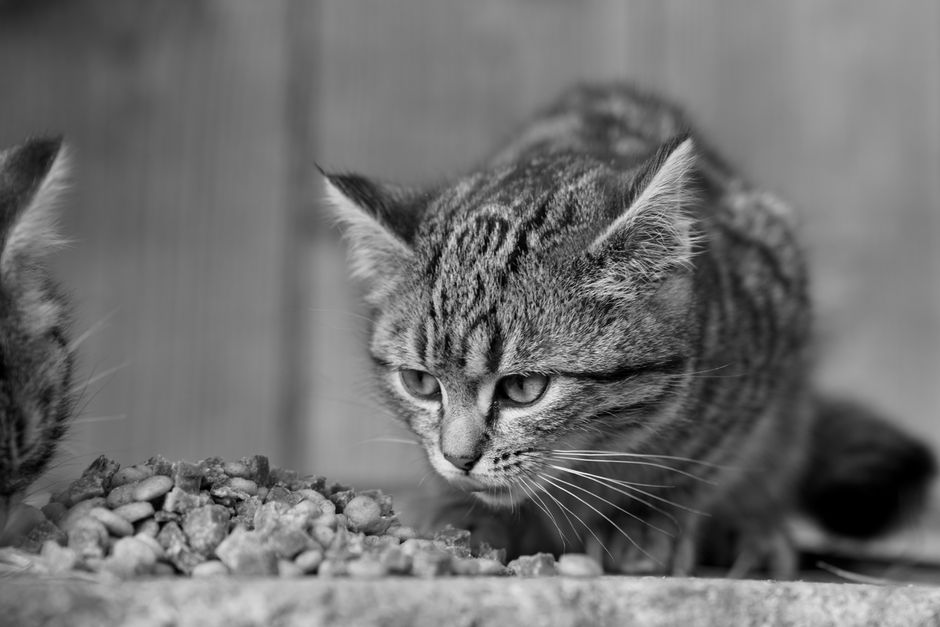 how to tell if a kitten is hungry signs by age