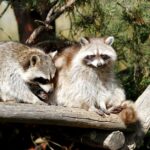 how to tell if a raccoon is rabid or just sick
