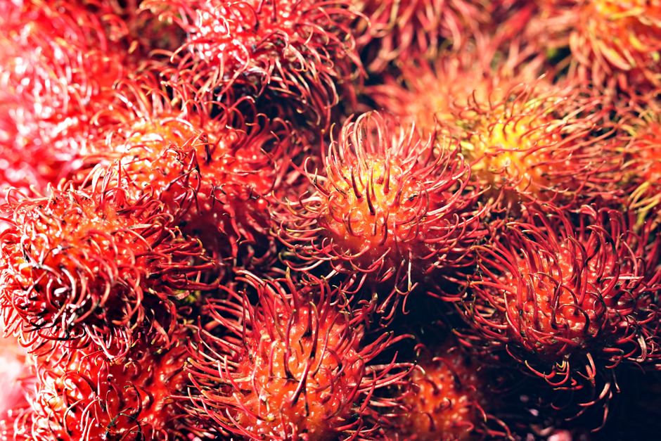 how to tell if a rambutan is ripe or overripe