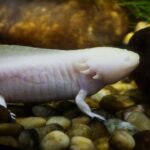 how to tell if axolotl eggs are fertilized or not
