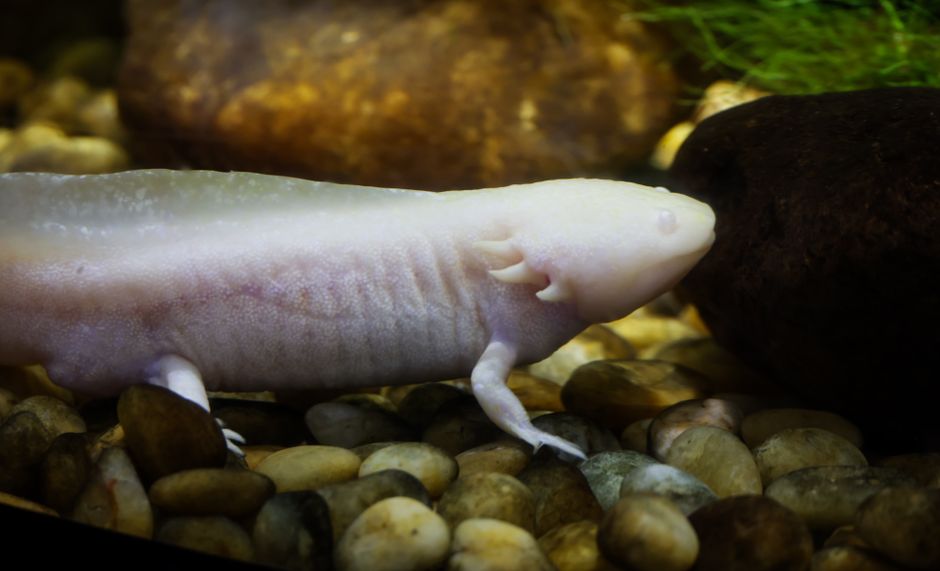 how to tell if axolotl eggs are fertilized or not