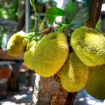 how to tell if jackfruit is bad smell color texture