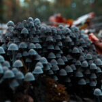 how to tell if someone is on shrooms key signs