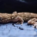 how to tell the gender of a gecko bulges and pores