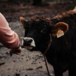how to treat a pulled calf muscle
