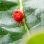 how to treat dust mites with cleaning and allergy care