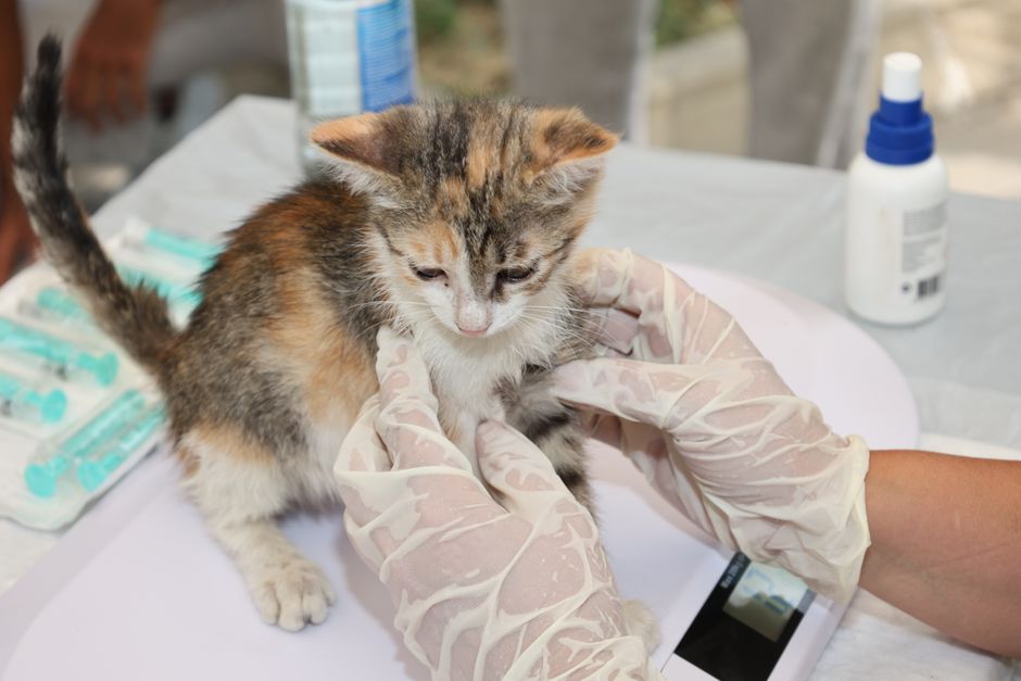 how to treat fading kitten syndrome at home