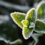 how to treat frostnip what to do and what to avoid