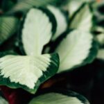 how to use a moisture meter for calathea