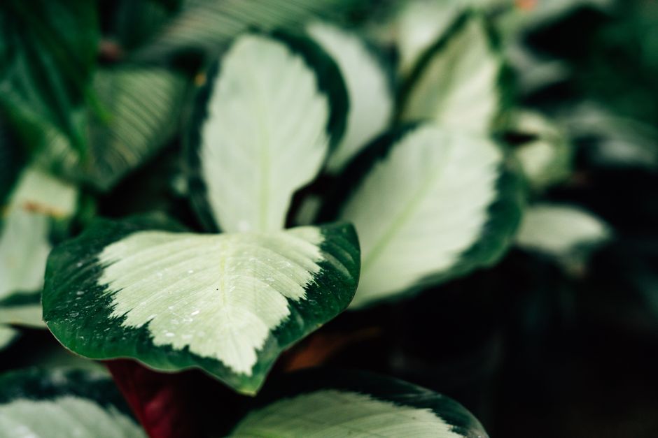 how to use a moisture meter for calathea
