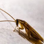 how to use boric powder for cockroaches safely