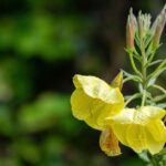 how to use evening primrose oil for labor