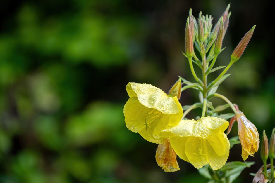 how to use evening primrose oil for labor