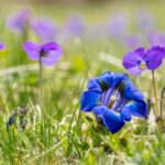 how to use gentian violet for a yeast infection
