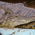 how tough is crocodile skin the science explained