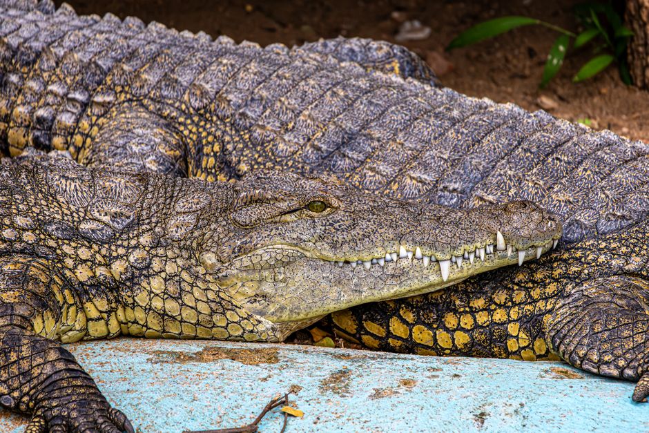 how tough is crocodile skin the science explained