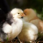 is chick fil a bad for you