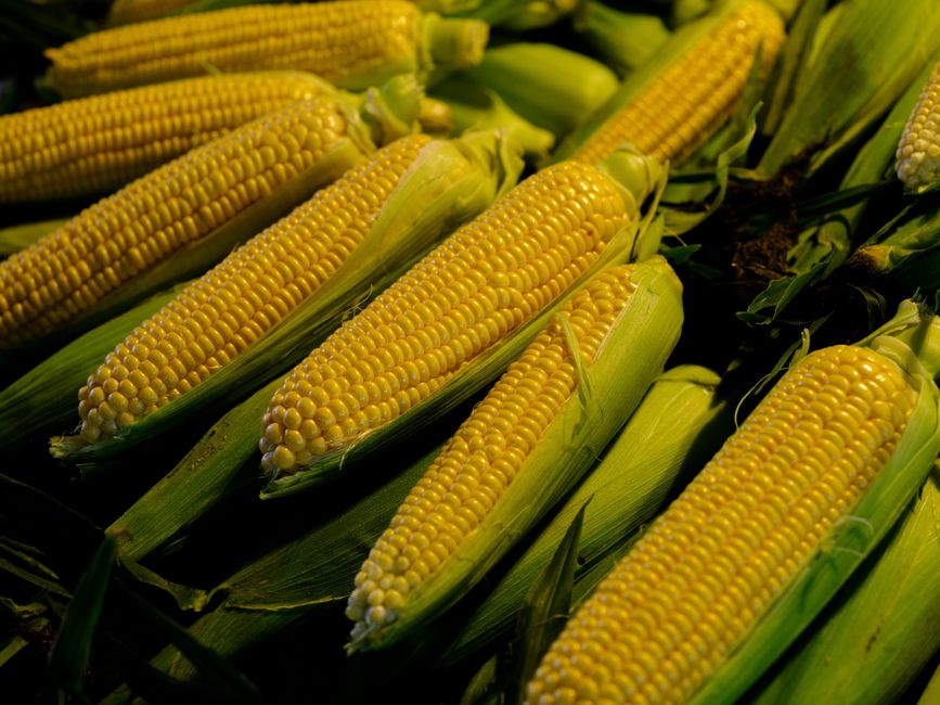 is corn easy to digest what happens in your gut