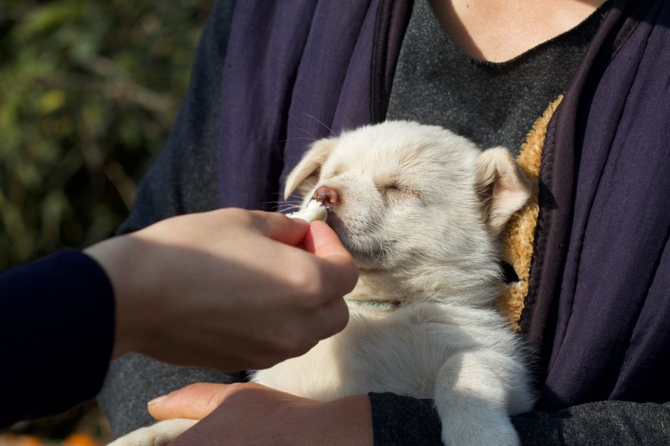 is fading puppy syndrome contagious to the litter