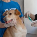 is kennel cough viral or bacterial yes both