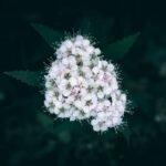 is meadowsweet safe during pregnancy key risks