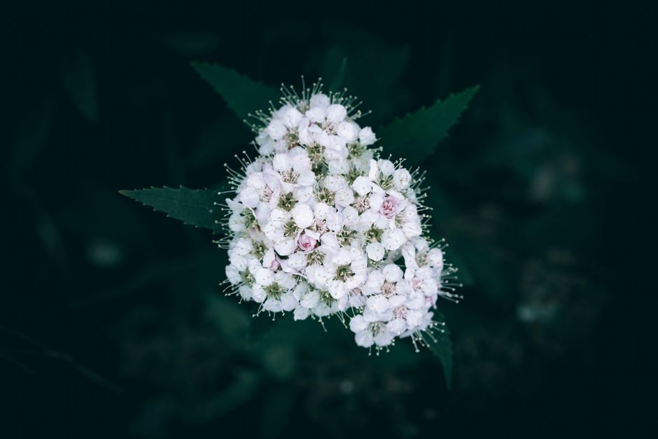 is meadowsweet safe during pregnancy key risks
