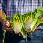is romaine lettuce good for you nutrition and benefits