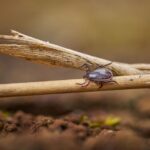 is sarcoptic mange zoonotic transmission and risks