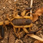 is scorpion venom deadly symptoms and treatment