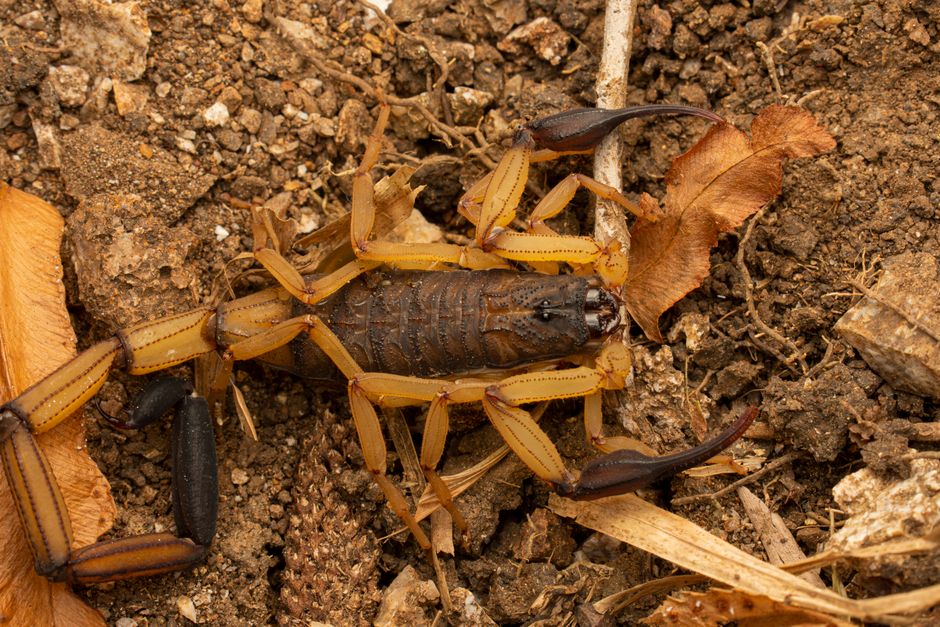 is scorpion venom deadly symptoms and treatment
