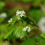 is soapwort invasive how to control its spread