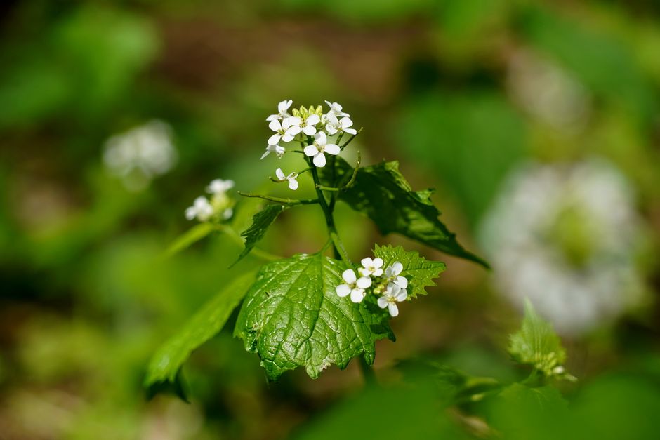 is soapwort invasive how to control its spread