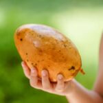 is the skin on a mango edible