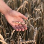 is wheat germ the same as wheat bran
