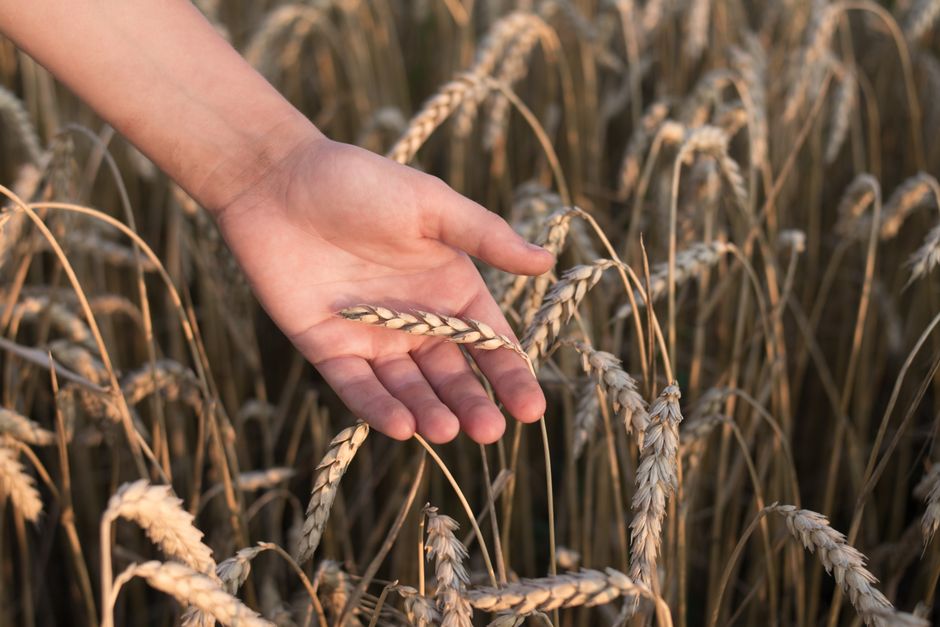 is wheat germ the same as wheat bran