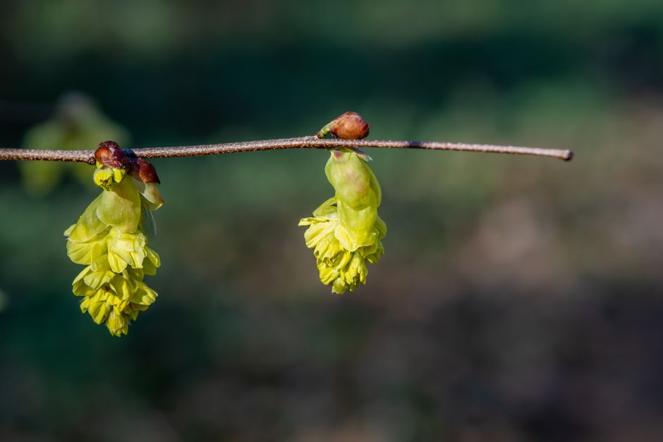 is witch hazel good for hemorrhoids