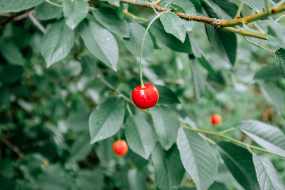 lipo flavonoid work for tinnitus
