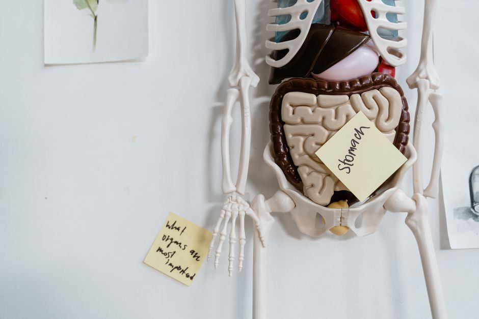 major functions of digestive system