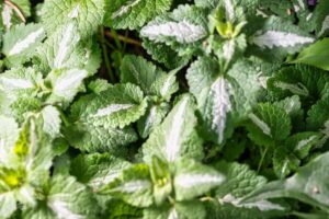 How to Make Lemon Balm Tea for Weight Loss? Tips You Can Try 9 make lemon balm tea for weight loss