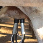 milk products cause inflammation