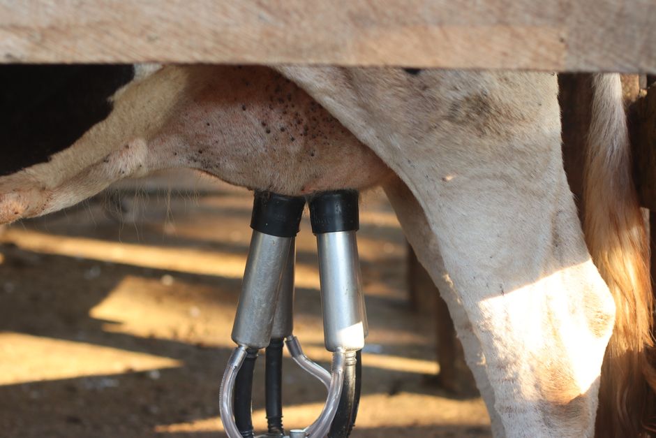 milk products cause inflammation