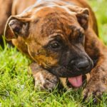 what age do puppies lose teeth