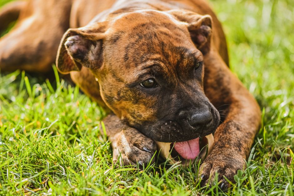 what age do puppies lose teeth