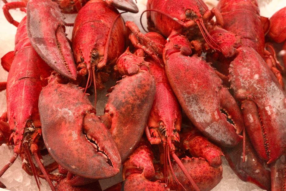 what are female lobsters called and how to identify one