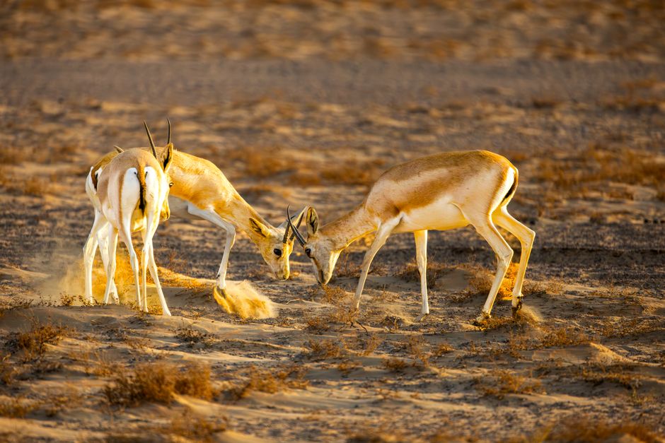 what are gazelles predators and how do they survive