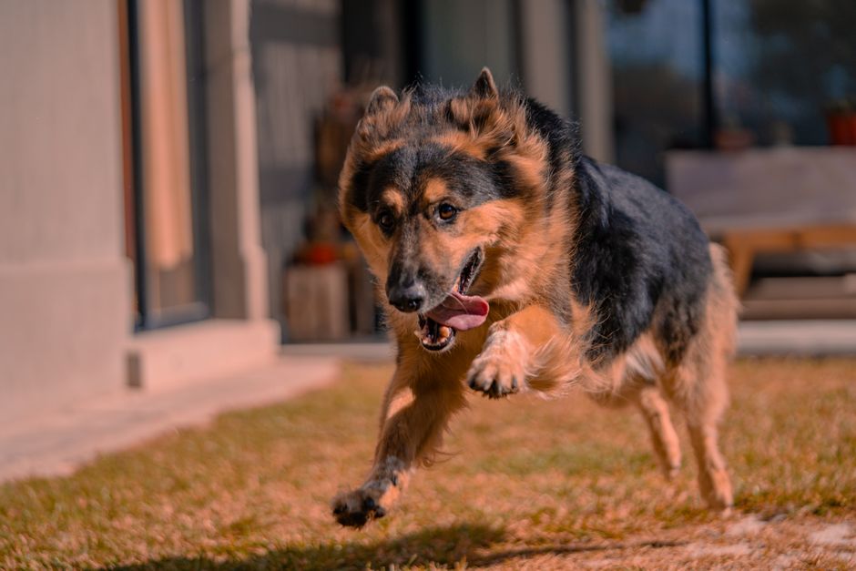 what are german shepherds allergic to food fleas more
