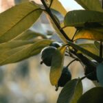 what are guava leaves good for from blood sugar to skin